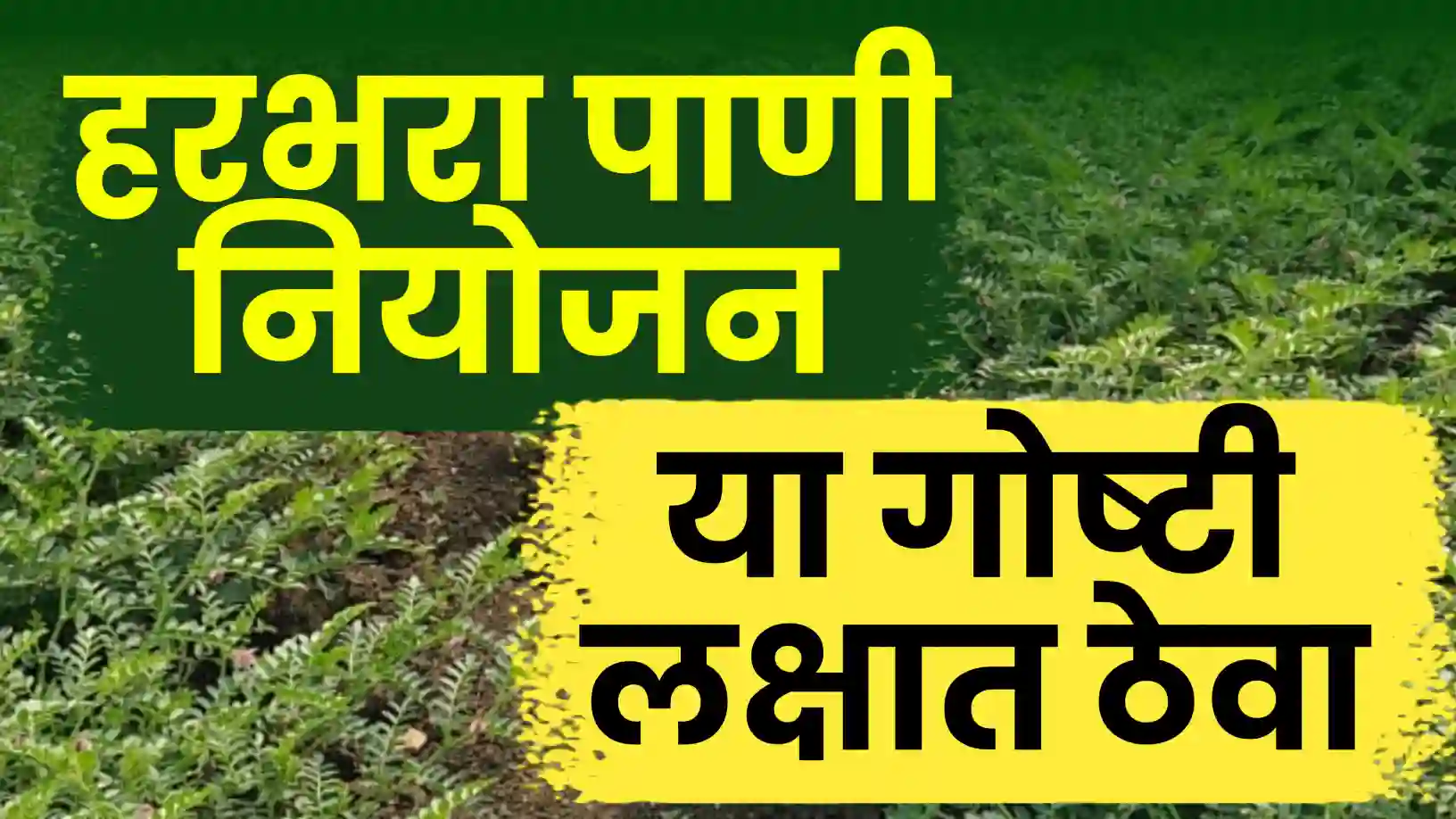 हरभरा पिकाला मर