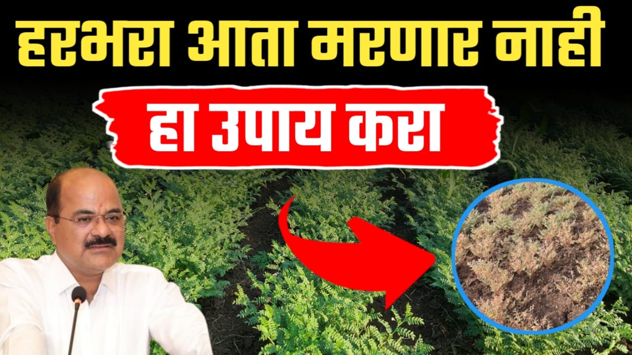 हरभरा मर होणारच नाही