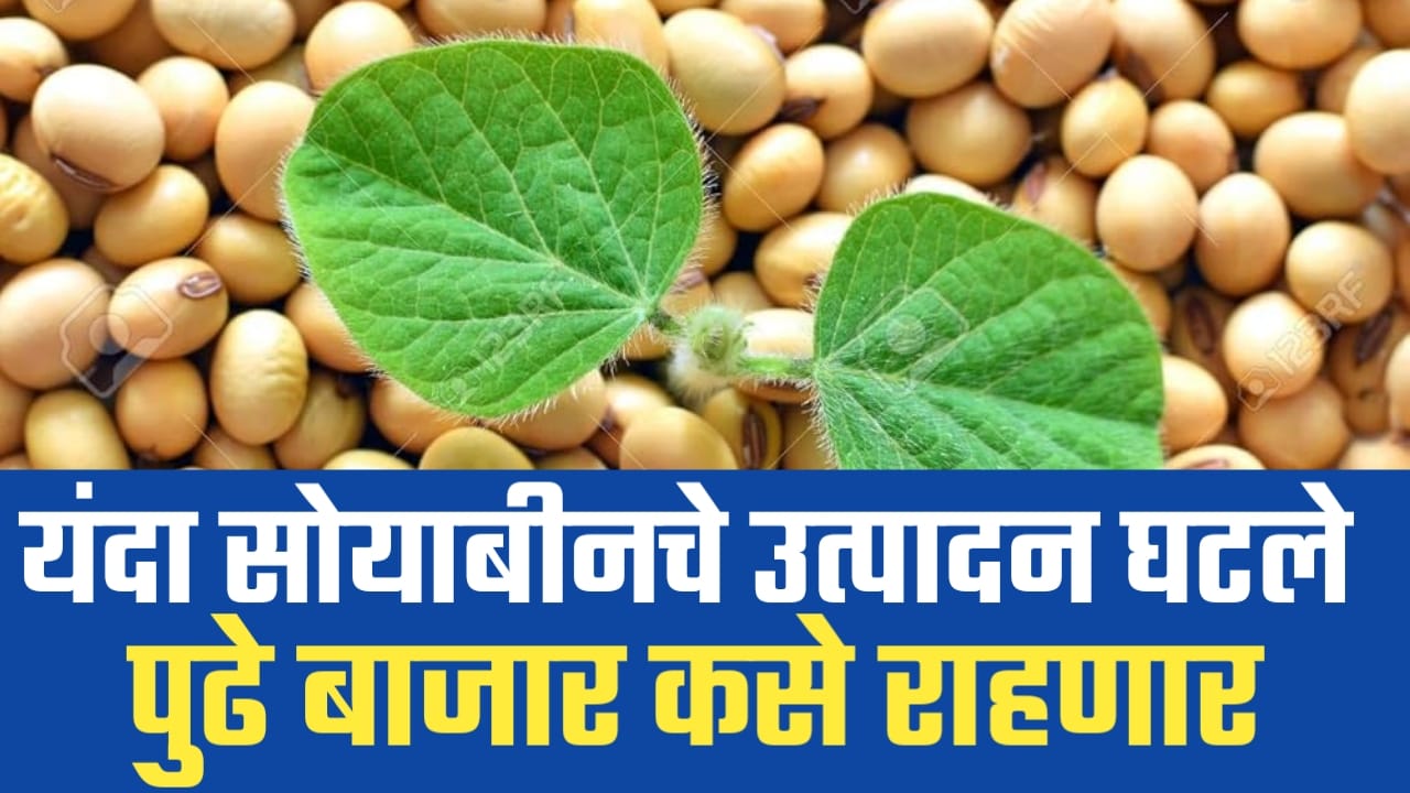 Soybean Price Support