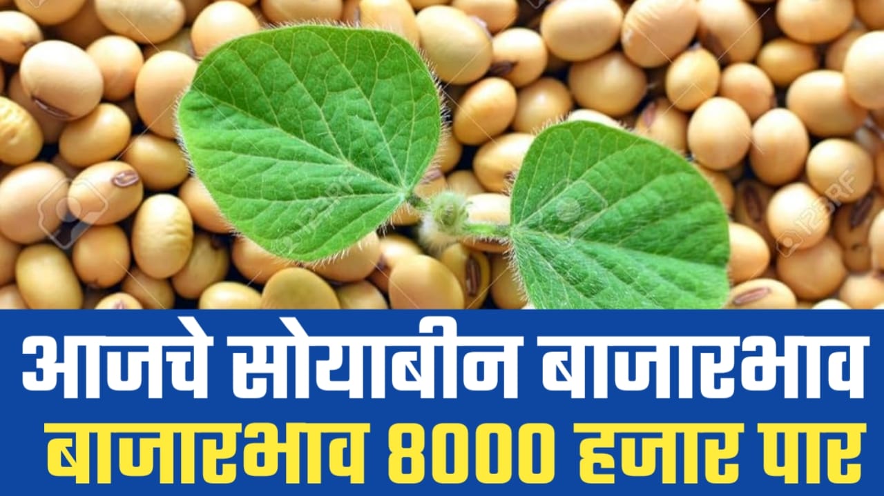 Soyabin bhav 8000 rupay