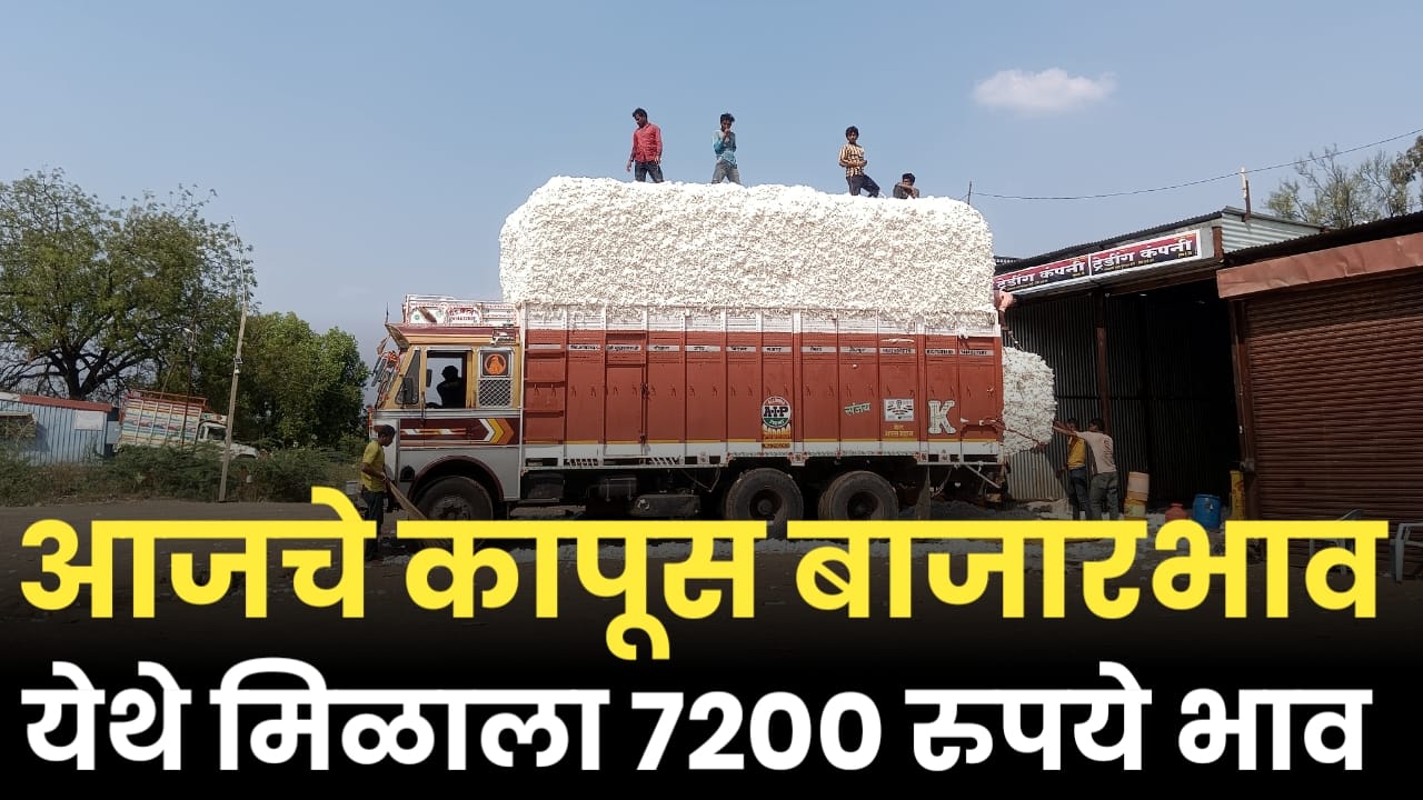 Kapus bajarbhav today