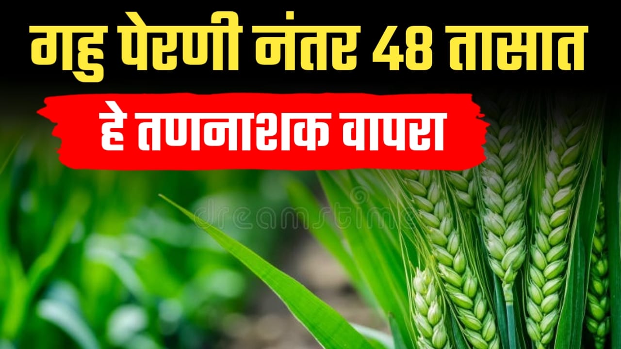 गहु पेरणी नंतर लगेच 48 तासात