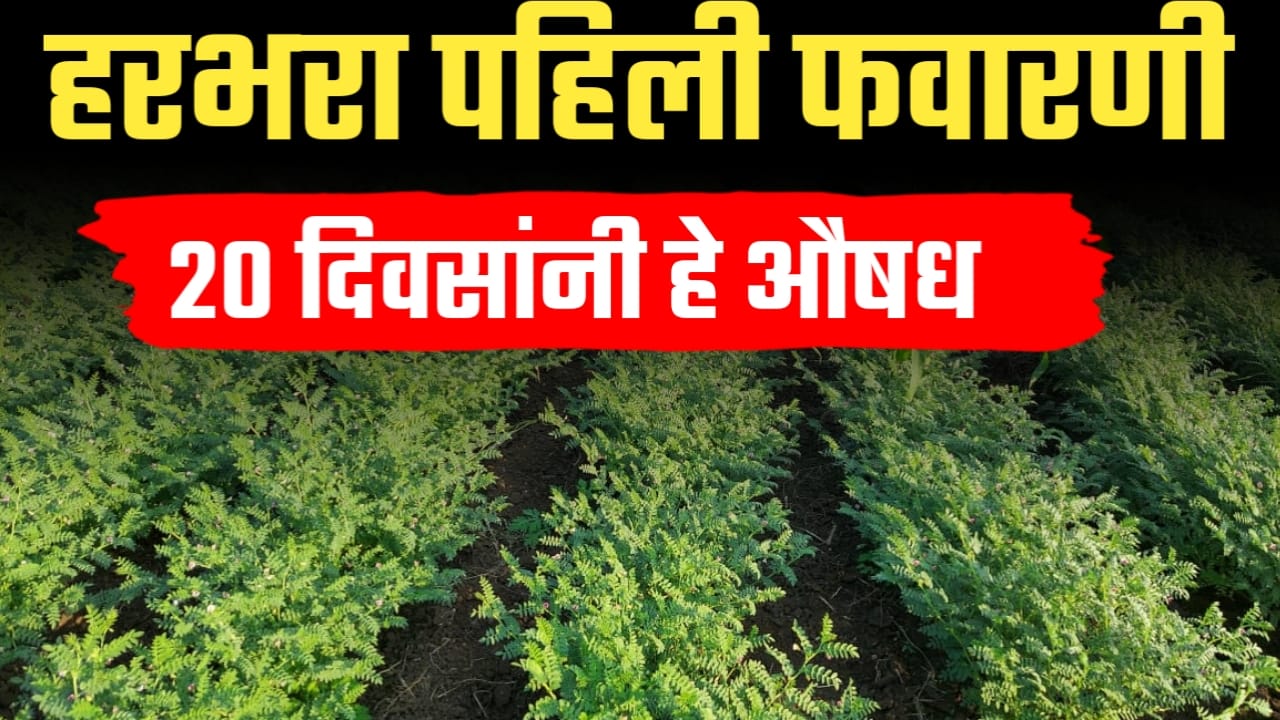हरभरा पिकातील पहिली फवारणी