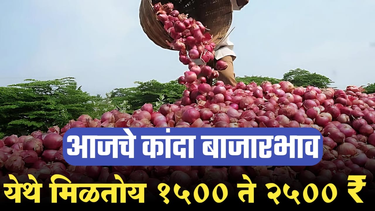 Onion price 14 November