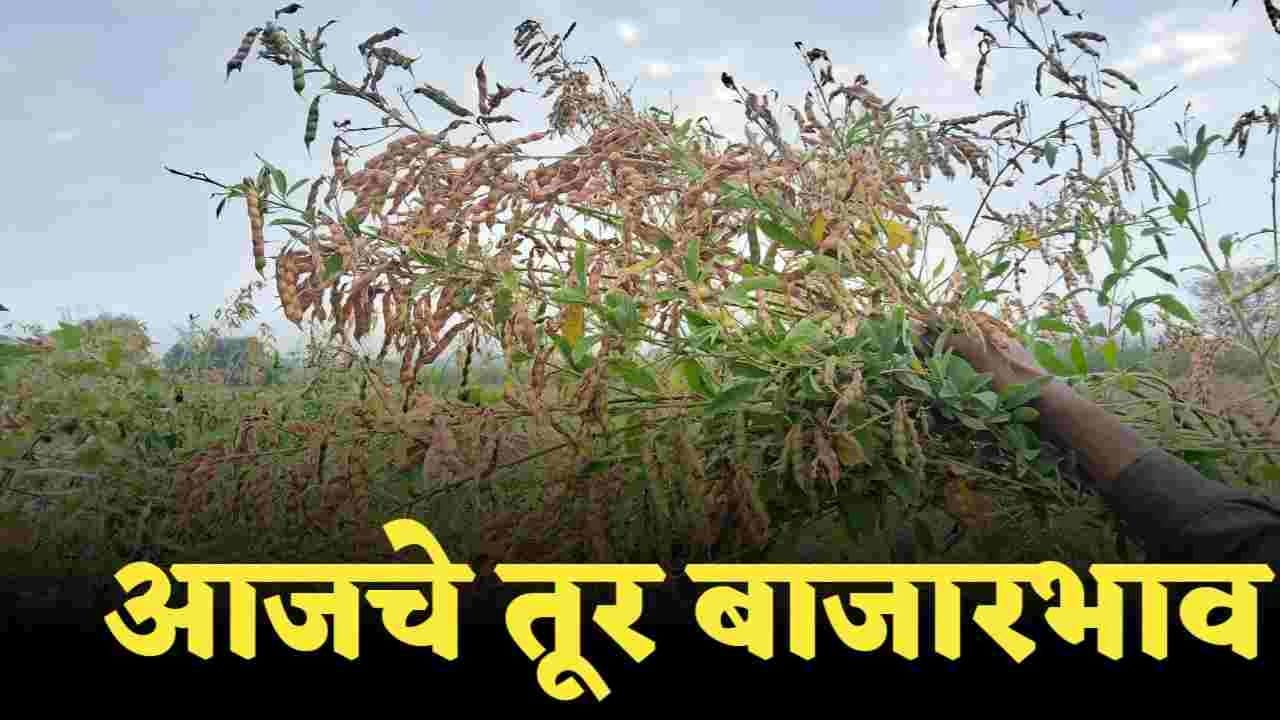 Tur bajarbhav 14 November