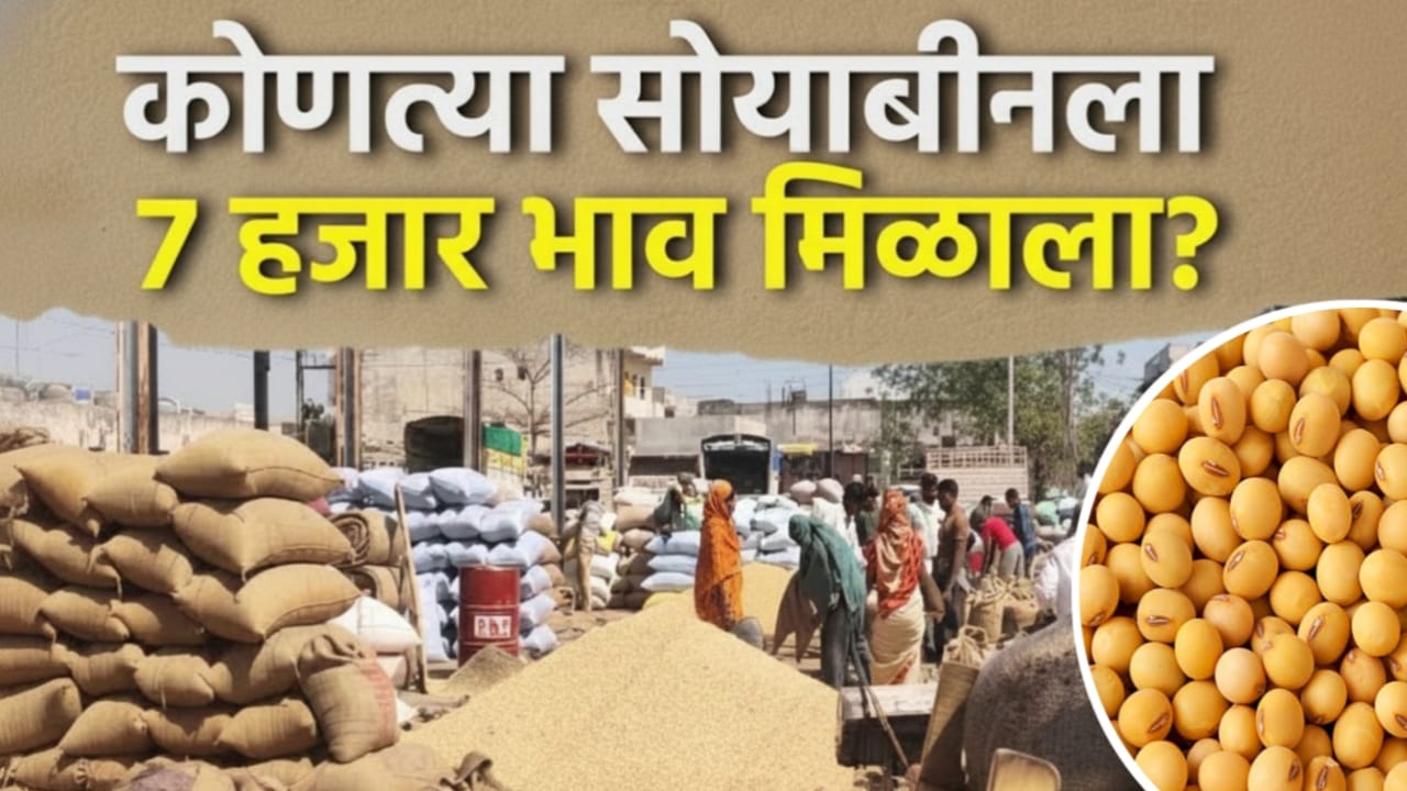 सोयाबीन बाजारभाव अपडेट: