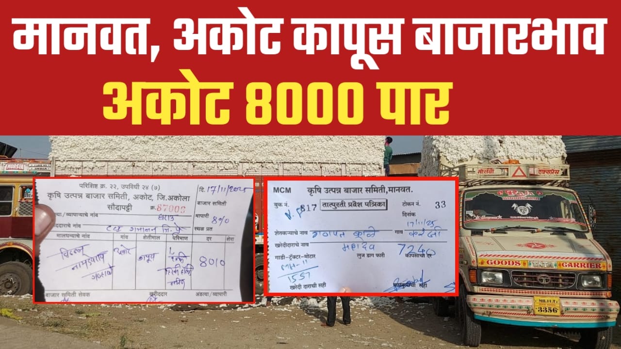 मानवतमध्ये कापसाच्या भावात