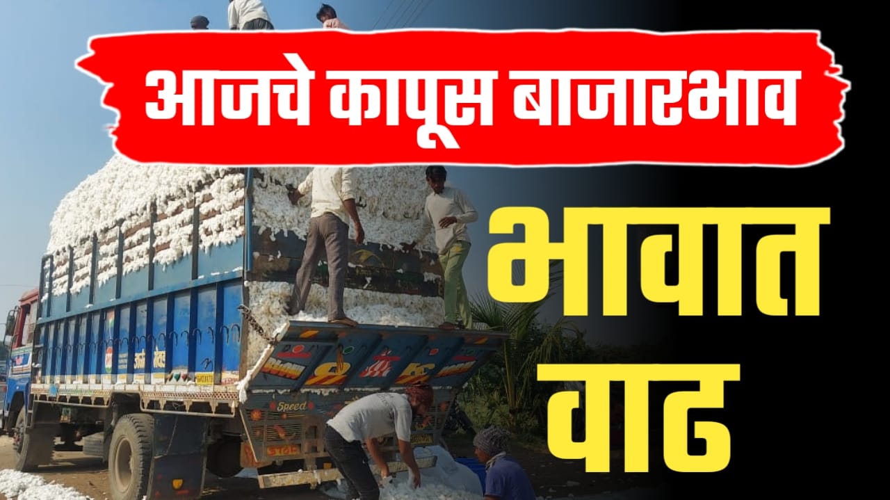 Maharashtra cotton rate