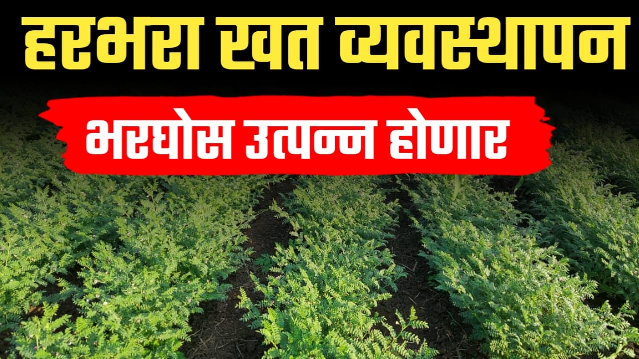हरभरा संपूर्ण खत व्यवस्थापन भरघोस