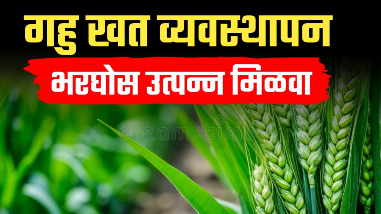 गहू खत व्यवस्थापन