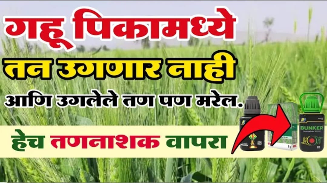 गहु पिकातील तणनाशक