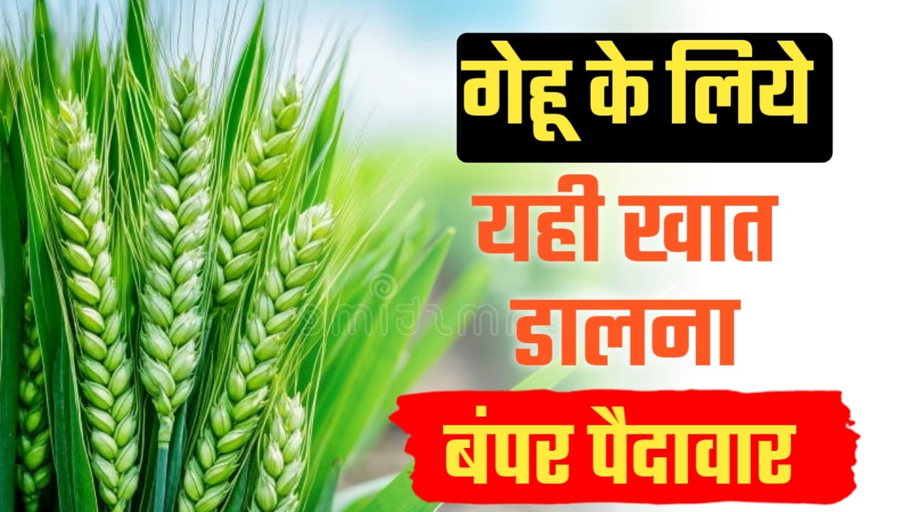गेहूं की फसल का सही