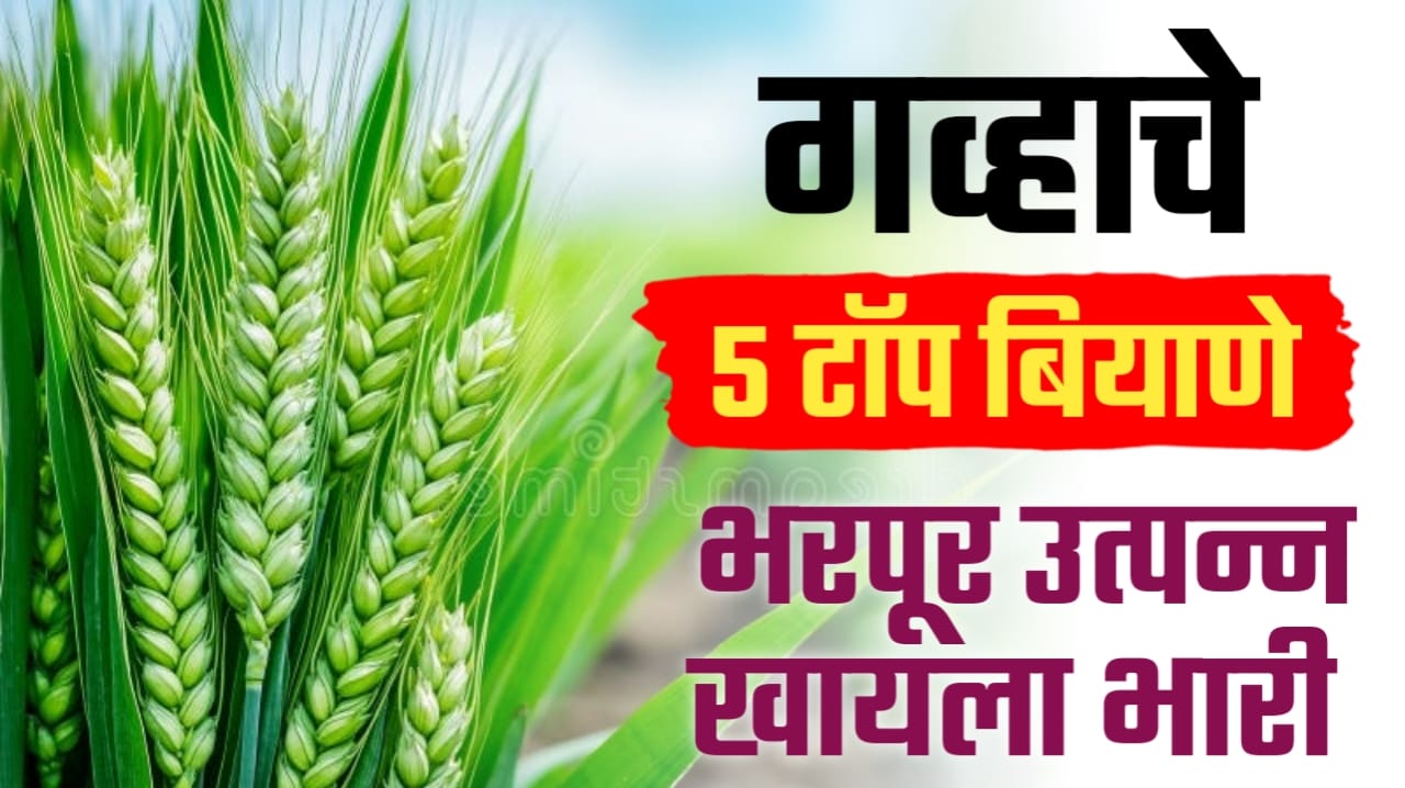 गव्हाचे सर्वोत्तम बियाणे