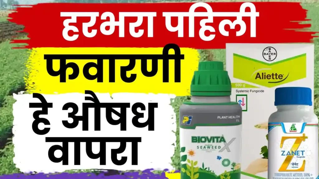 हरभरा पहिली फवारणी