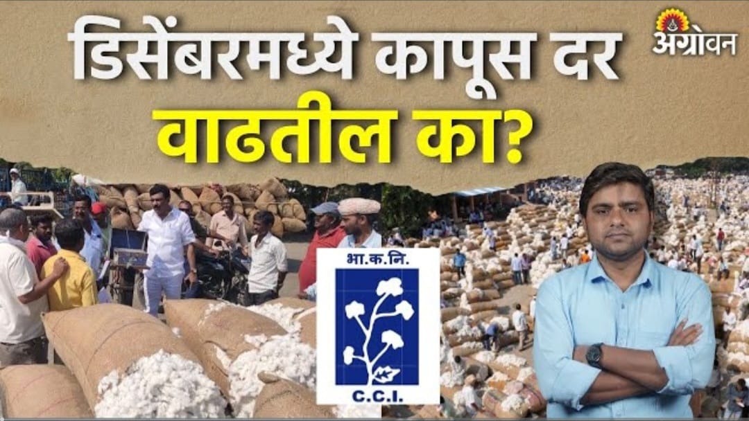 कापसाचे बाजारभाव वाढणार