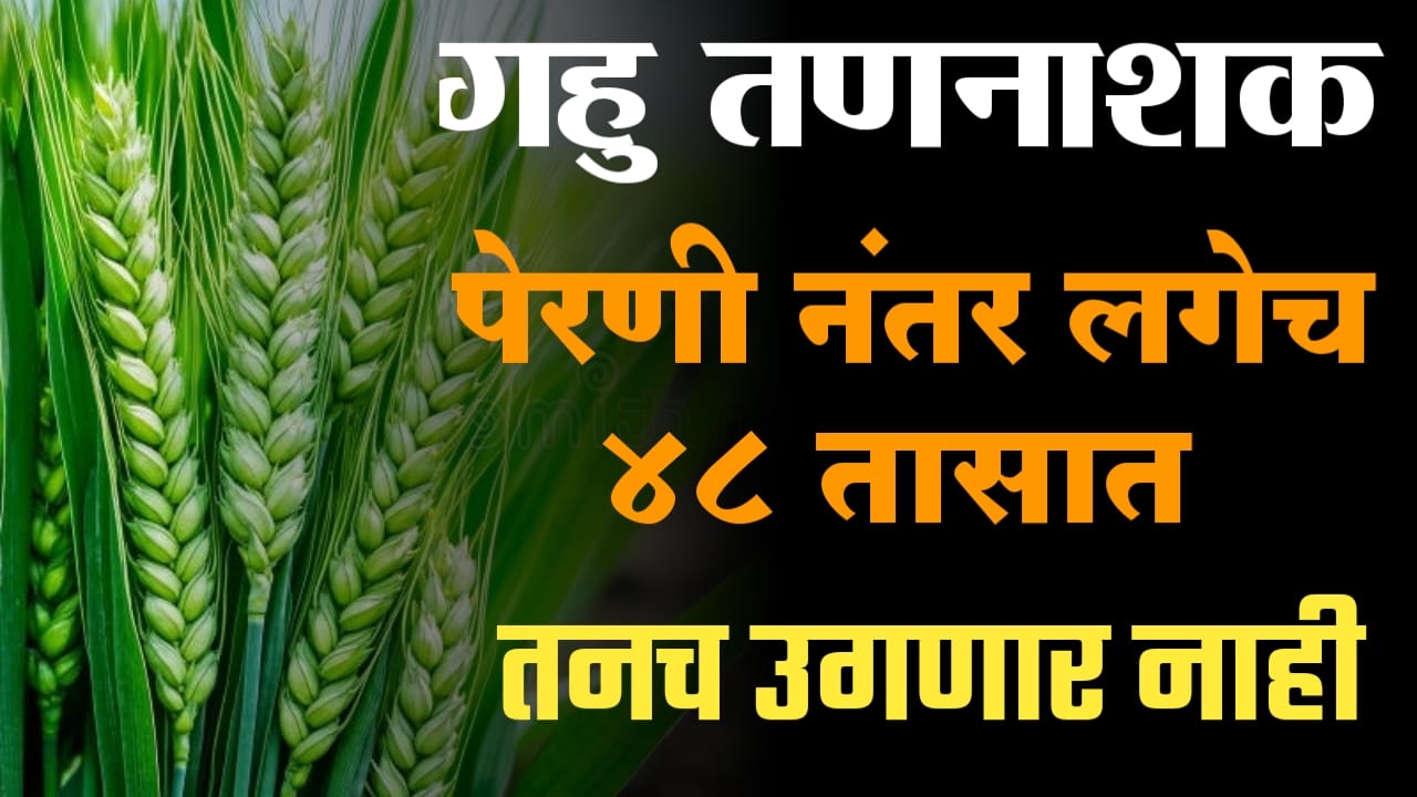 Gahu 48 tasat tannashak