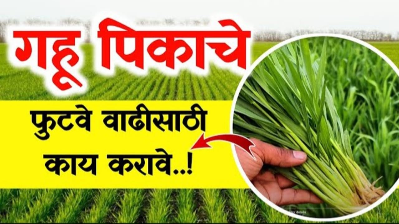 गहू पिकाचा फुटवा वाढवण्यासाठी