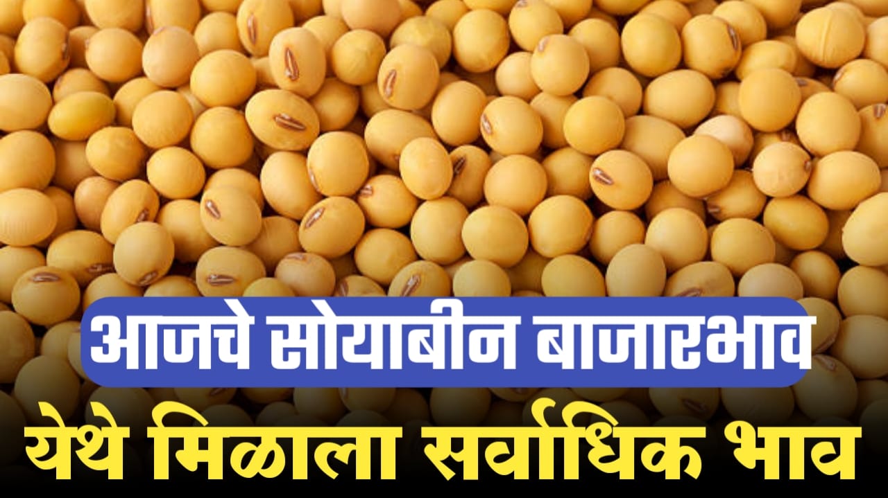 जीबाई सोयाबीन