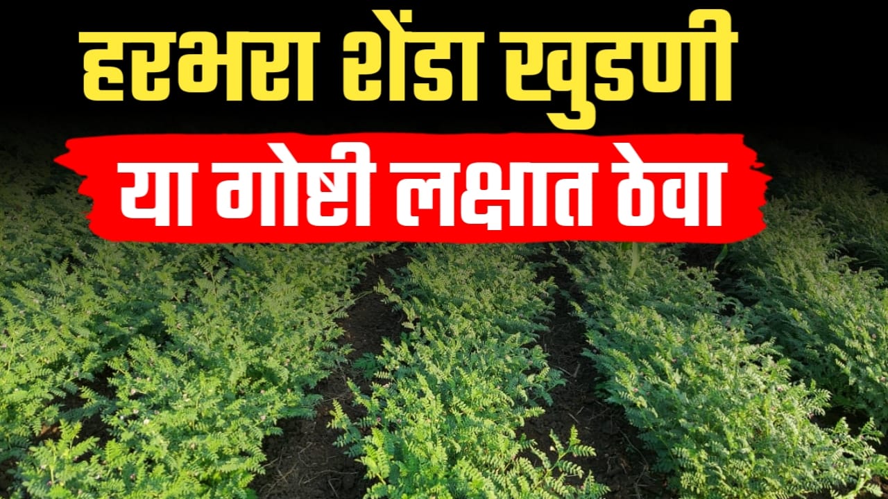 हरभरा शेंडा