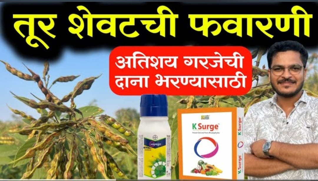 तूर पिका मध्ये शेवटीची