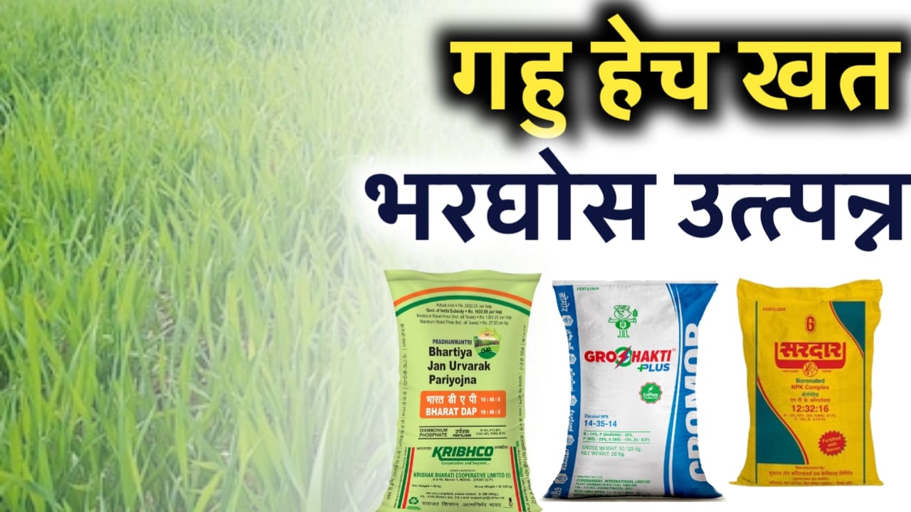 गहू खत व्यवस्थापन